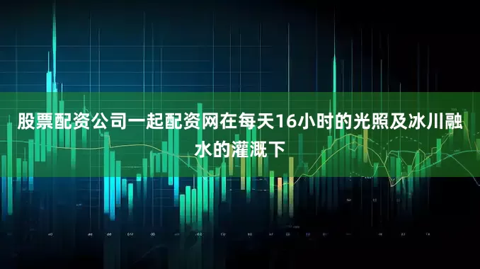 股票配资公司一起配资网在每天16小时的光照及冰川融水的灌溉下